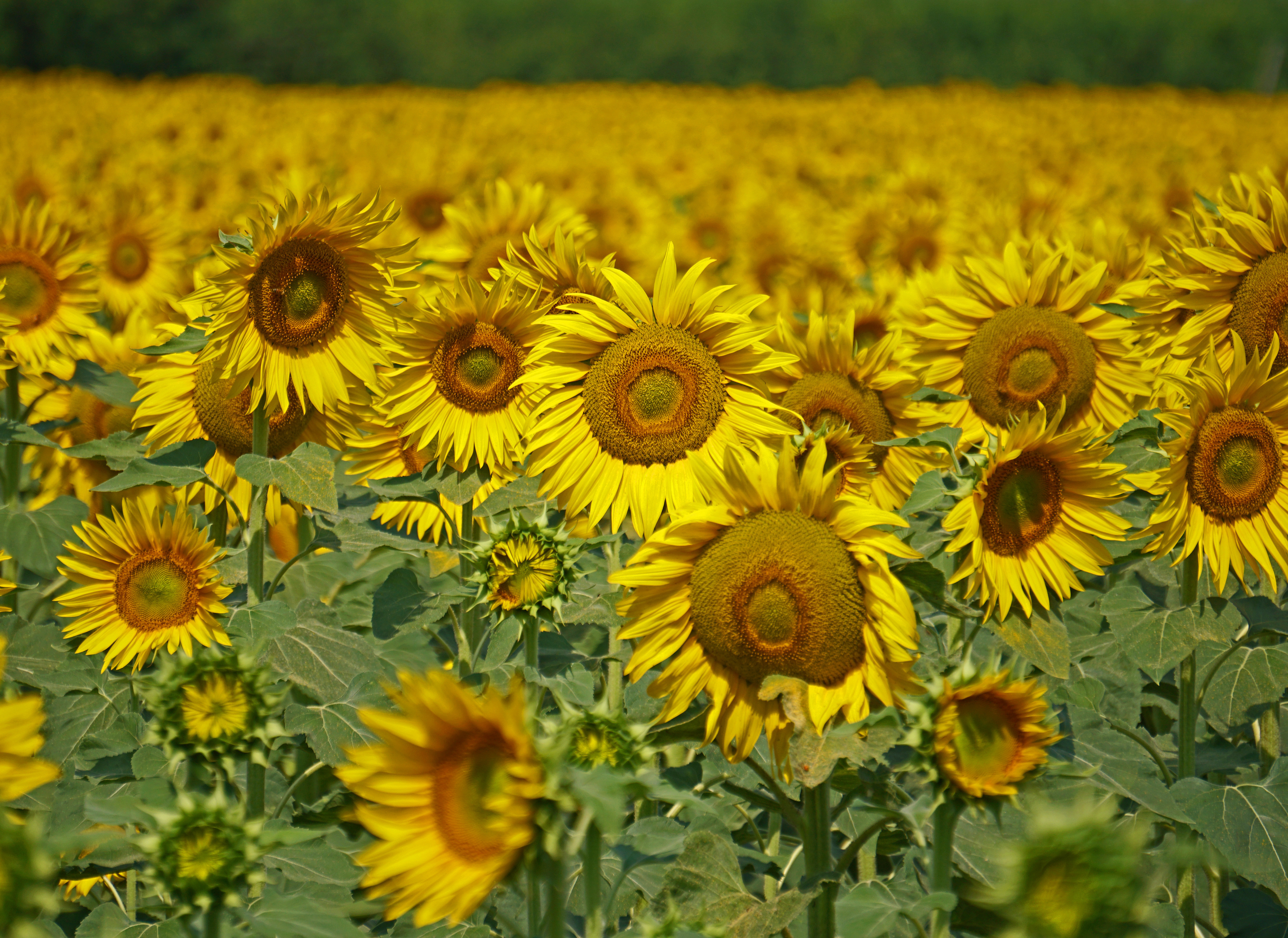 Tuintip van de maand augustus