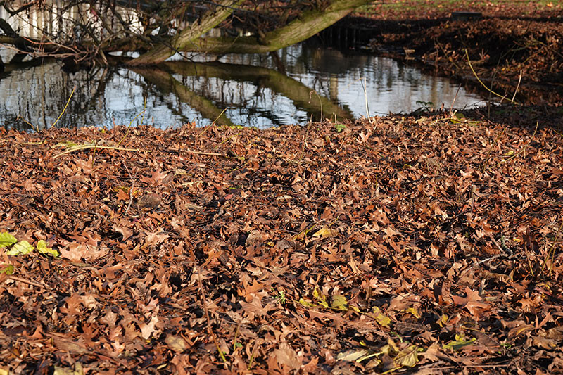 Tuintip van de maand november